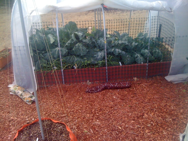 The Winter Journey and greenhouse plastic Gloria11
