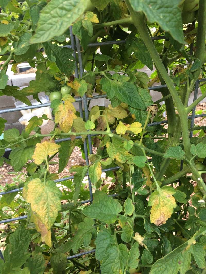 what is it on a few of my tomatoes leaves? Img_2612