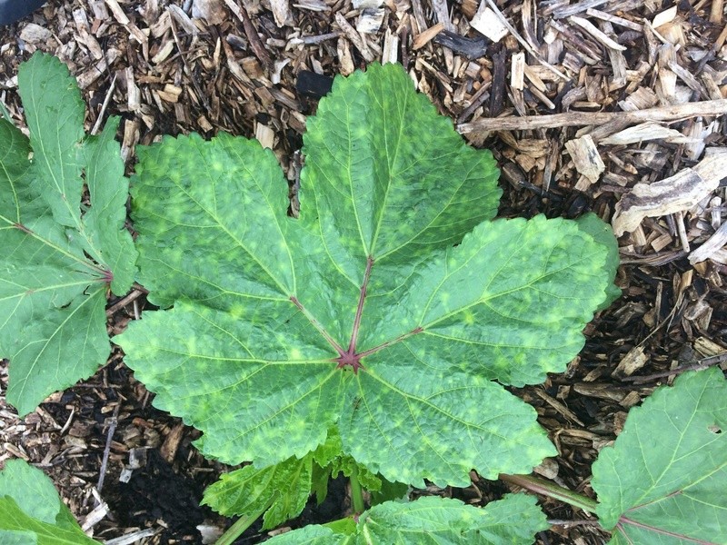 what is it on a few of my tomatoes leaves? Img_2613