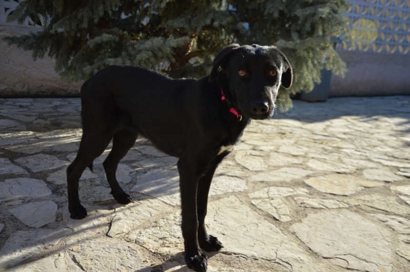 IOUKA -6 mois- X labrador femelle 74310