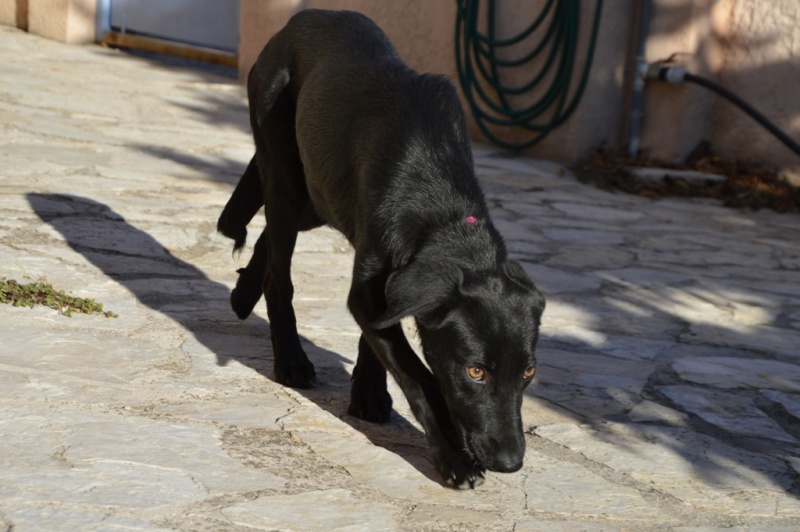 IOUKA -6 mois- X labrador femelle  74610