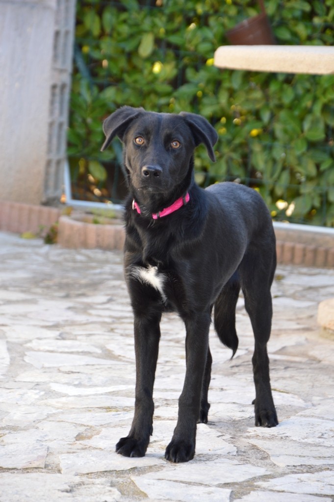 IOUKA -6 mois- X labrador femelle 76010
