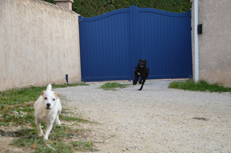 IOUKA -6 mois- X labrador femelle 84310