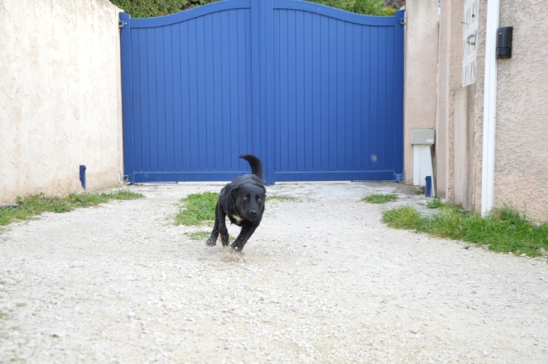 IOUKA -6 mois- X labrador femelle 84410