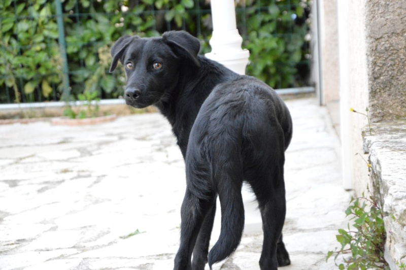 IOUKA -6 mois- X labrador femelle 84510