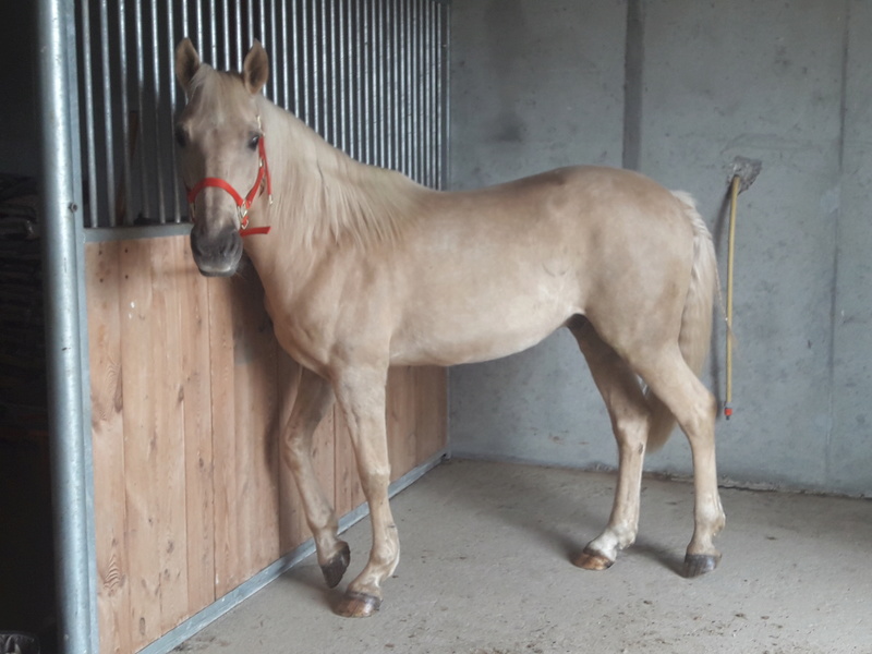 LUTSIANO dit LULU- ONC Selle né en 2004 - adopté en mars 2011 par Isaline - Page 4 20170520