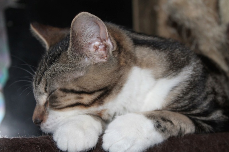 Malcom, tabby et blanc, né le 01/07/2016 Img_5912