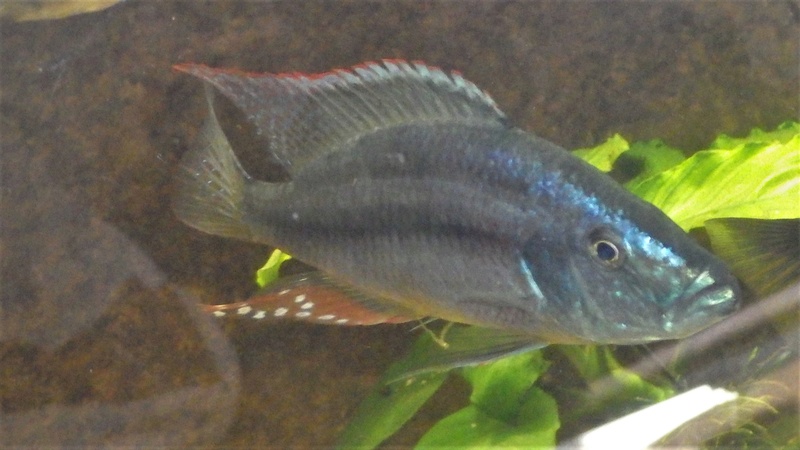 Dimidiochromis compressiceps Imgp0514