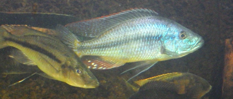 Dimidiochromis compressiceps Imgp0515