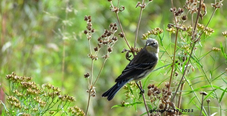 Parmi les buissons, un bel oiseau surgit... Img_6315