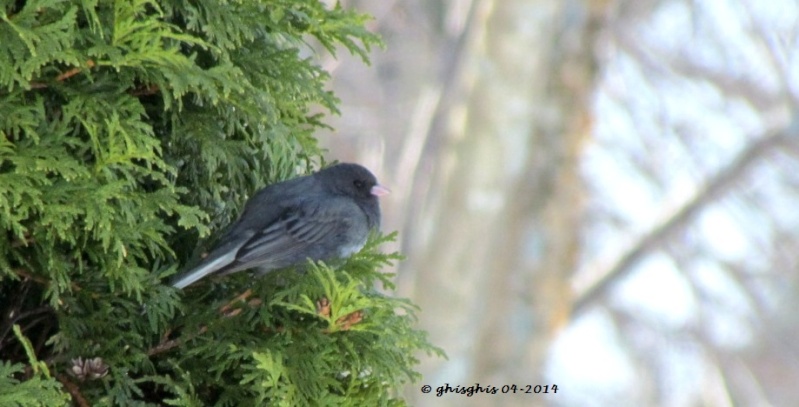 Roitelet, junco, jaseur, pic, quiscale Img_9415