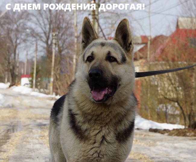 ВОСТОЧНО-ЕВРОПЕЙСКАЯ ОВЧАРКА VEOLAR ZHAR Dsc07811