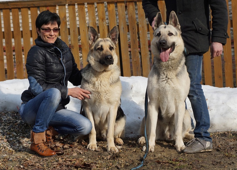 веолар larina20081976 mail ru - ВОСТОЧНО-ЕВРОПЕЙСКАЯ ОВЧАРКА ВЕОЛАР ЛАРСА - Страница 2 Dsc07817