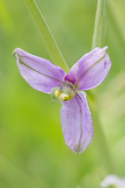 Festival de lusi sur Ophrys fuciflora Dsc_9417