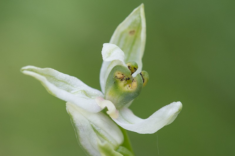 Festival de lusi sur Ophrys fuciflora Dsc_9419