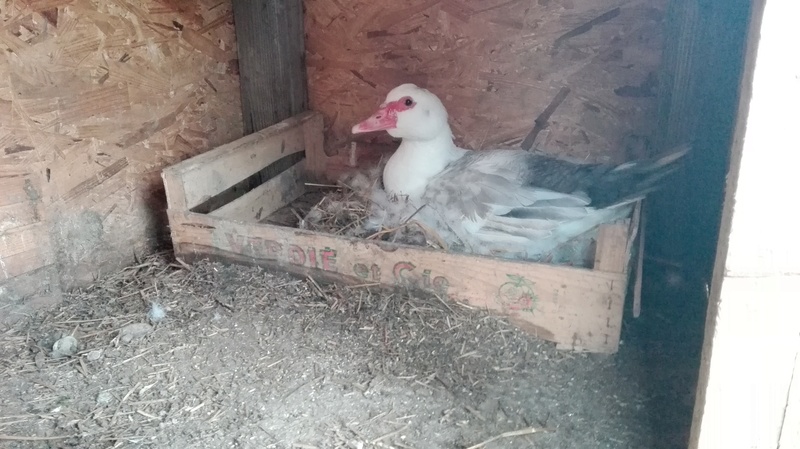 l'aviculture familiale  Img_2013