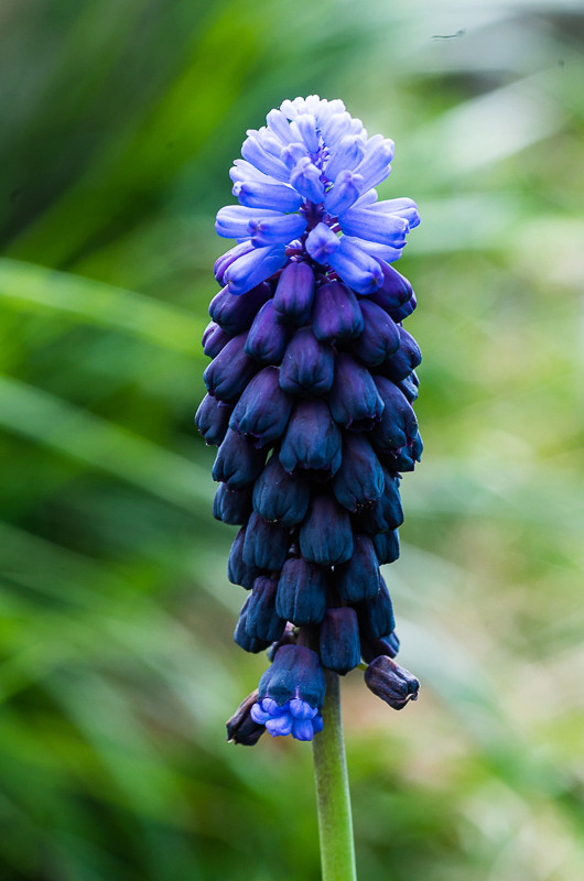 Bulbes de printemps Muscar10