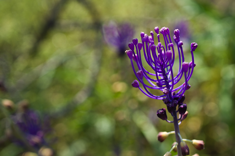 Bulbes de printemps Muscar18