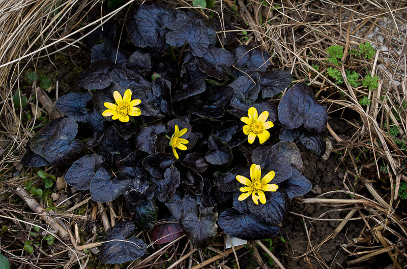 Eranthis hyemalis  Ranunc10