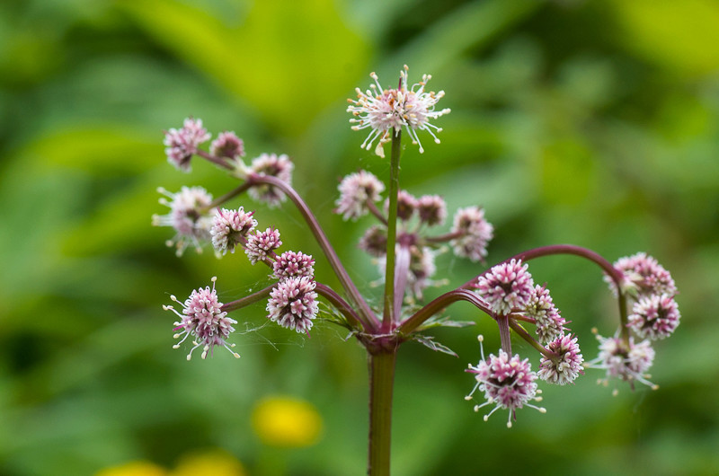 Petite devinette... (Hacquetia epipactis 'Thor') Sanicu11