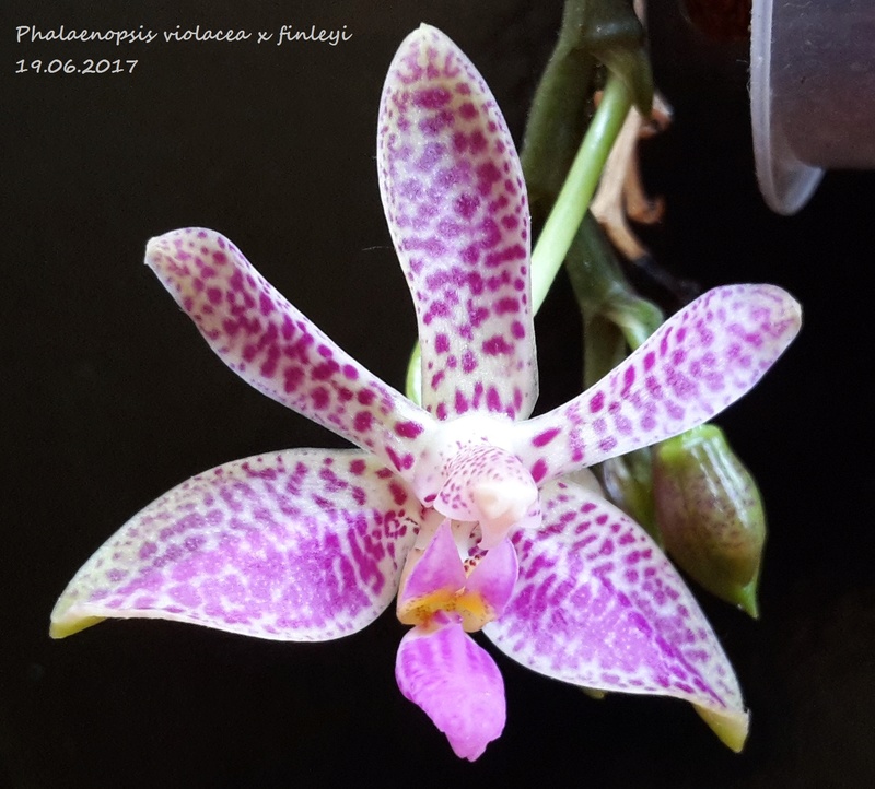 Phalaenopsis violacea x finleyi 20170617