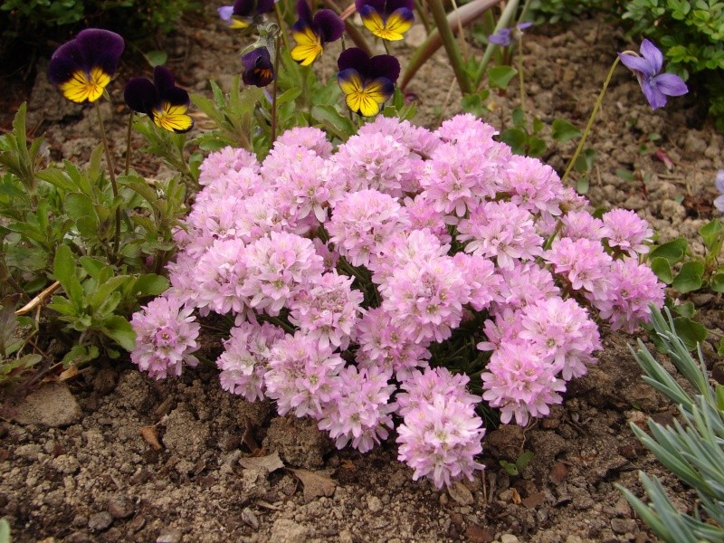 Portrait du mois d'Avril : Armeria juniperifolia 00710