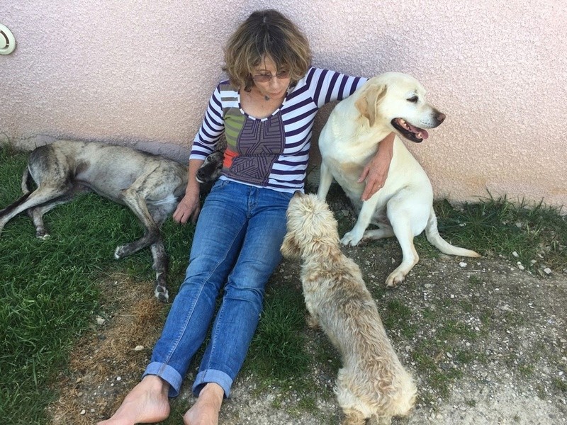 BASTIAN , galgo né en 2013, à l'adoption SCOOBY FRANCE - Page 2 A_bast11