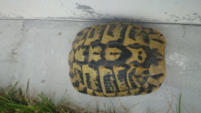 Identification Eurotestudo hermanni ! Dsc_0812