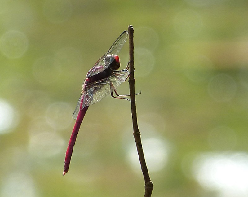 Trois demoiselles 110