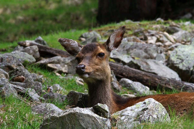 [Ouvert] Animaux divers. - Page 17 Img_9911