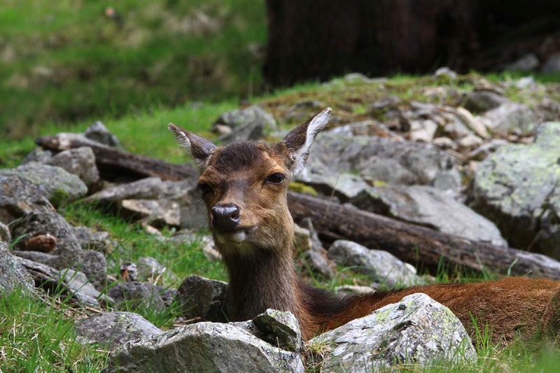 [Ouvert] Animaux divers. - Page 17 Img_9912