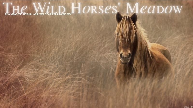 The Wild Horses' Meadow Logo_110