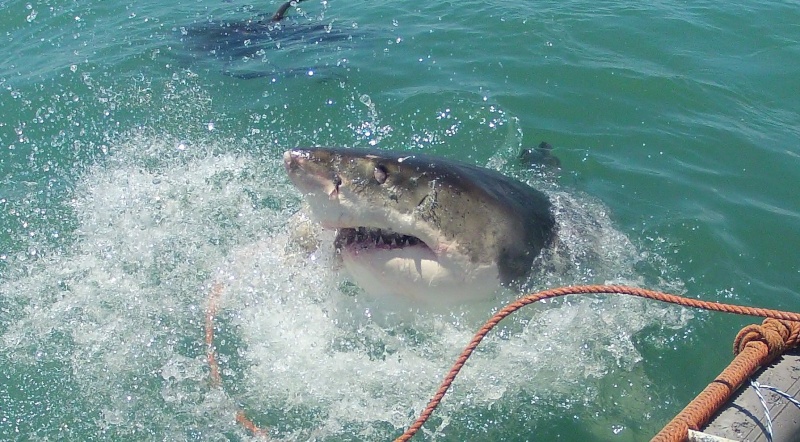 great white shark kleinbaai Gopr0411