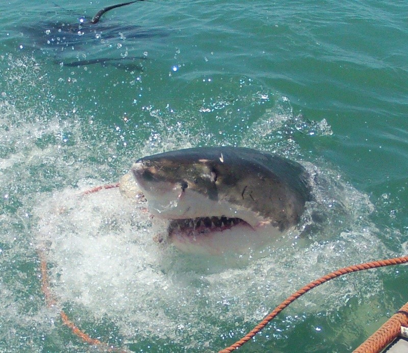 great white shark kleinbaai Gopr0412