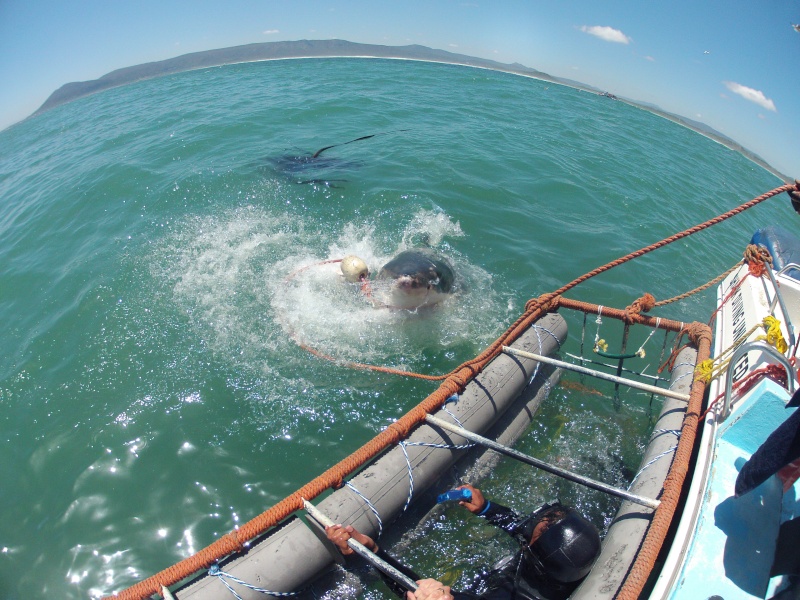 great white shark kleinbaai Gopr0413