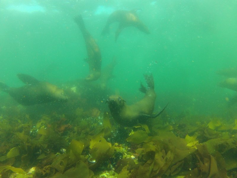 Free diving with the fur seals ,hout bay,capetown,ZA. Gopr0710