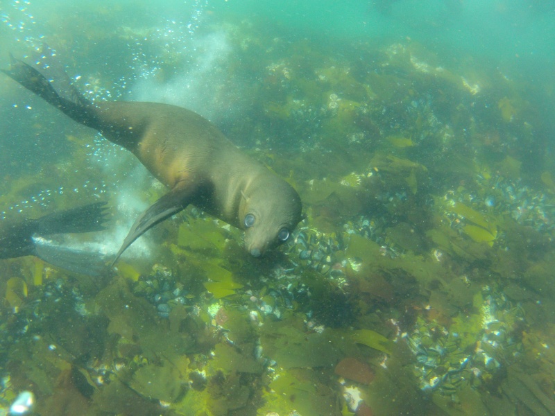 Free diving with the fur seals ,hout bay,capetown,ZA. Gopr0711