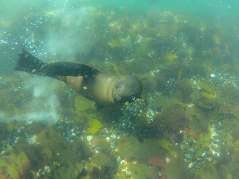 Free diving with the fur seals ,hout bay,capetown,ZA. Gopr0712