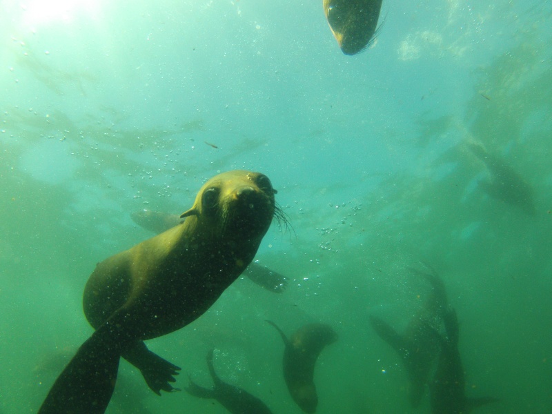Free diving with the fur seals ,hout bay,capetown,ZA. Gopr0713