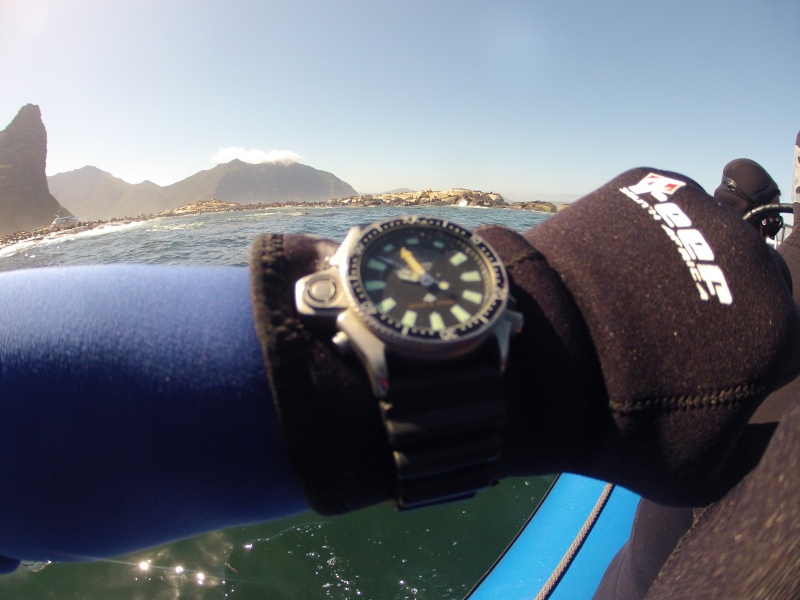 Free diving with the fur seals ,hout bay,capetown,ZA. Gopr0714