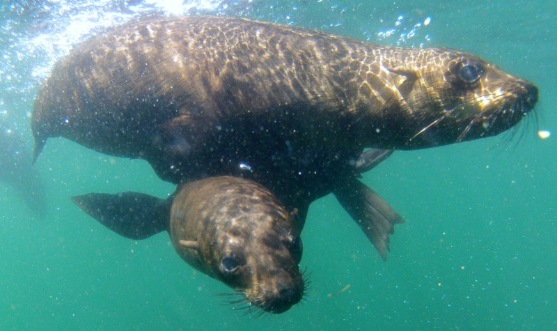 Free diving with the fur seals ,hout bay,capetown,ZA. Gopr0910