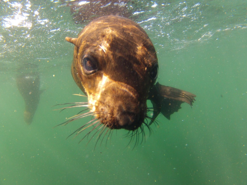 Free diving with the fur seals ,hout bay,capetown,ZA. Gopr0911