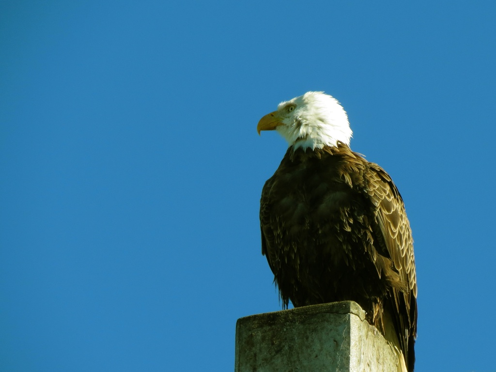 Beaucoup d'oiseaux Floride  Img_2914