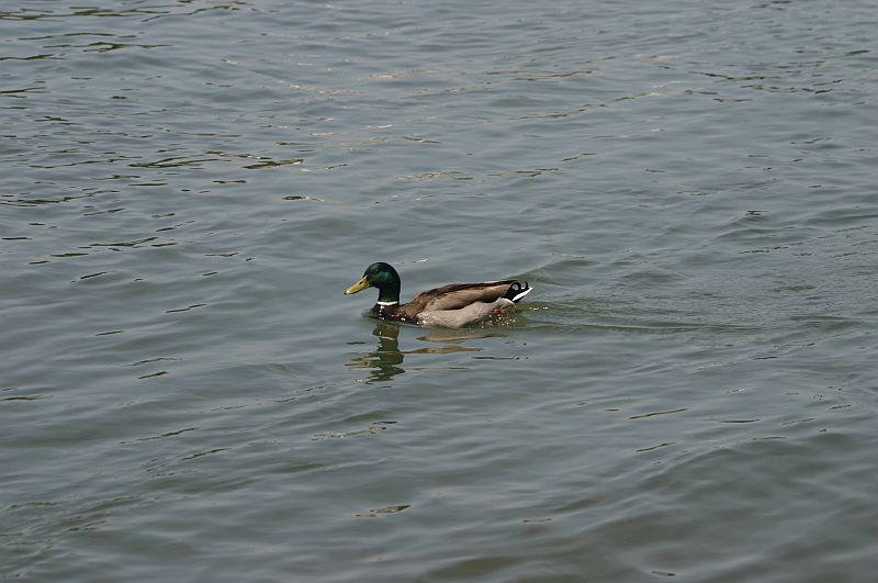 Kleiner Rheinbummel am 21.06.17 in Königswinter 1313