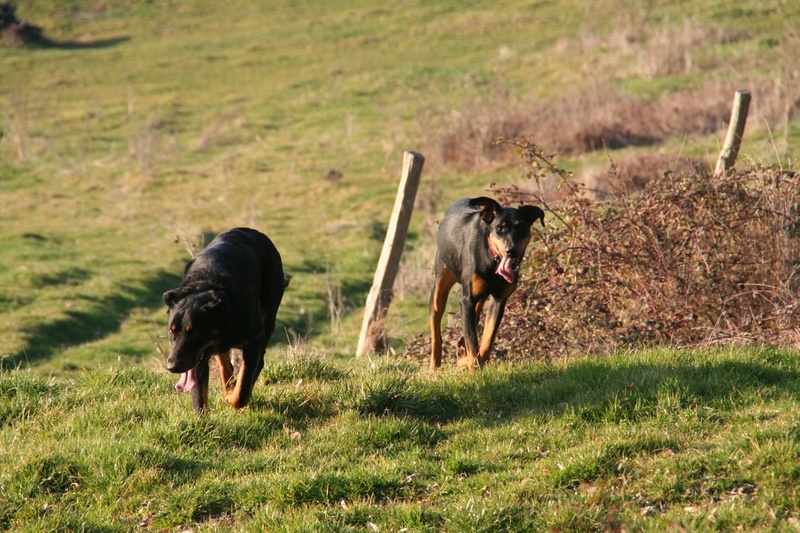 Lilas chiot femelle Beauceronne, née en Juin 2016 (7mois) - Page 3 Img_4812