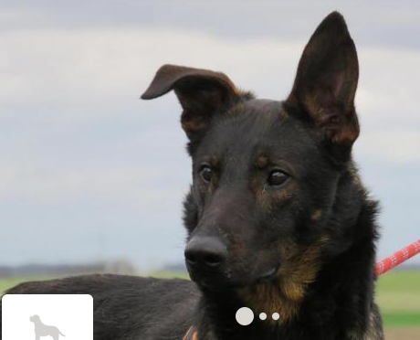 Oxford, beauceron croisé malinois né en 2014