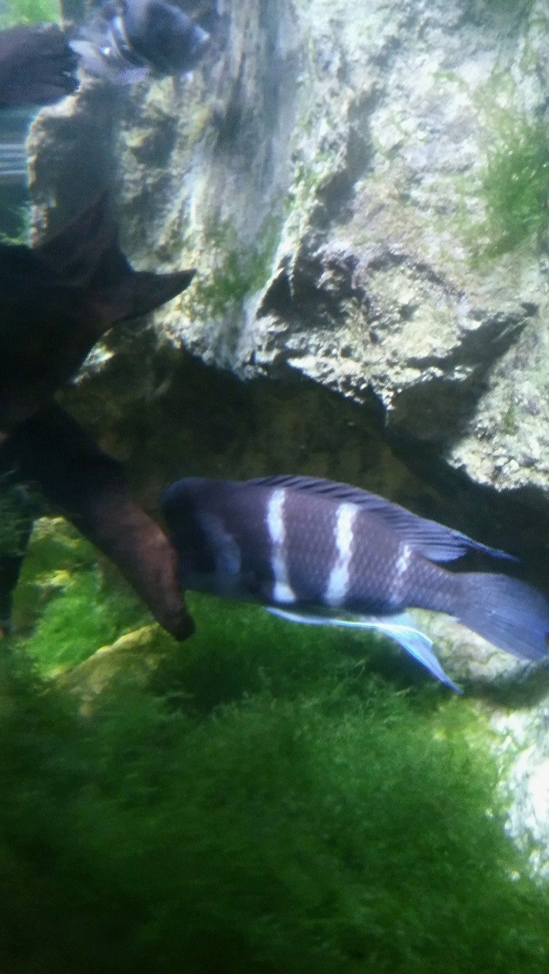 Visite de l'aquarium d'Amnéville du Dimanche 16 Avril 2017 05910