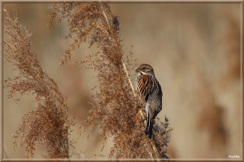 Bruant des roseaux ! (2)  Bruant11