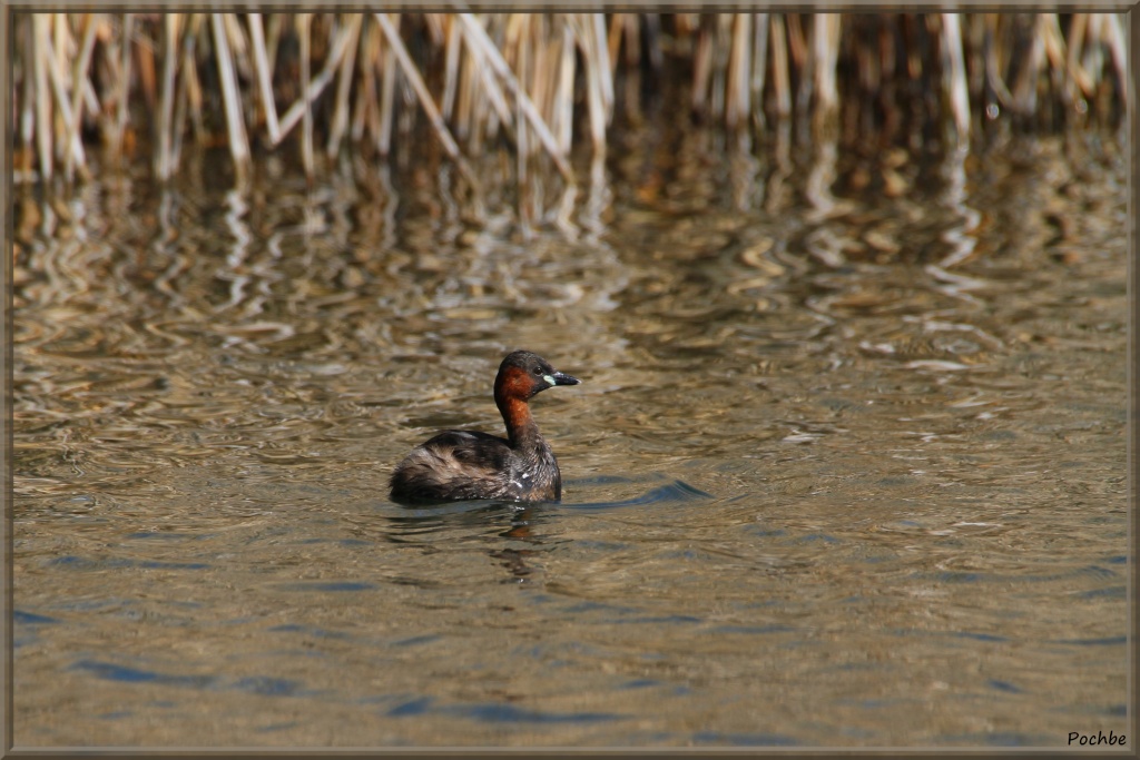 Grèbe  Castagneux ! Grebe_10