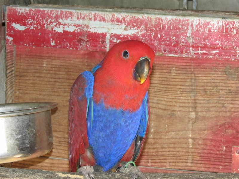 ECLECTUS POLY . - Page 21 2-img_14